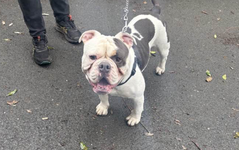 Abandoned dog found tied to tree near Ventnor learns to trust again
