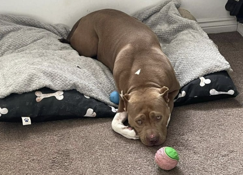 Friends of the Animals launches appeal to help Karma fund urgent surgery