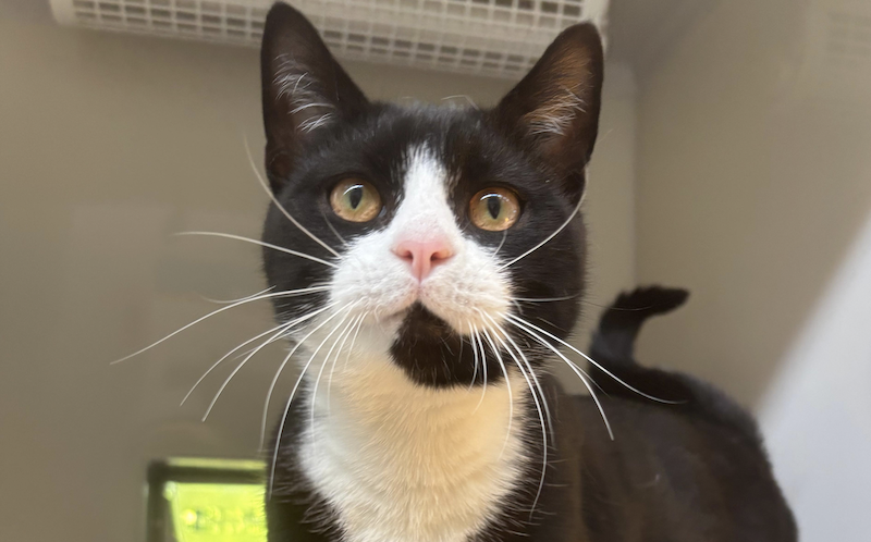 Isle of Wight Cat Centre to mark 65 years with open day