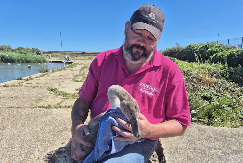 Dave with the rescued cygnet